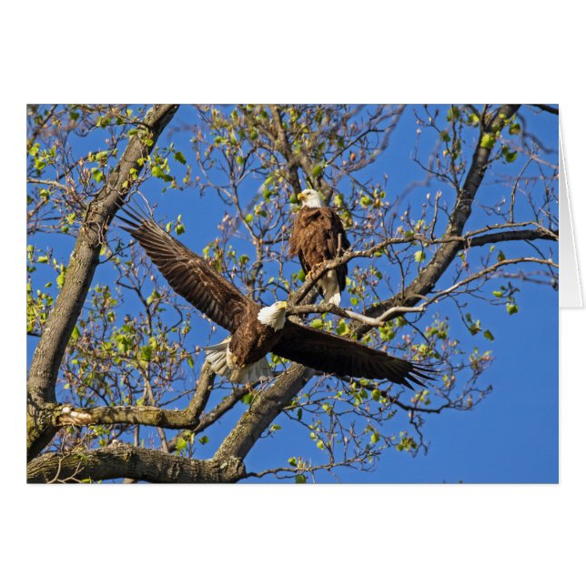 Eagle Pair (Anverso (Horizontal))