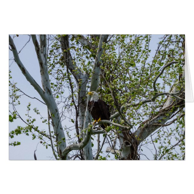 Eagle Watch (Anverso (Horizontal))