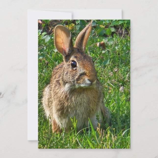 Eastern cottontail rabbit (Anverso)