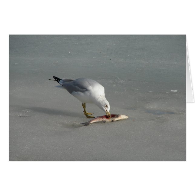 Eat Fish (Anverso (Horizontal))