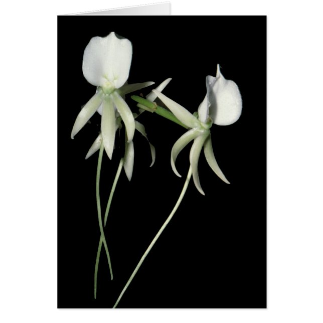 Eburneum del Angraecum (Frente)