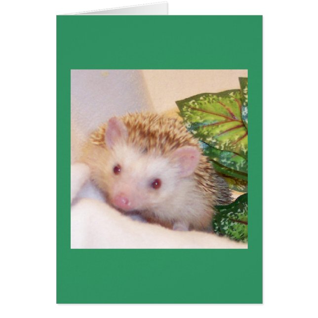 Echa un vistazo a un estúpido erizo (Frente)