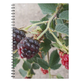 Echar Blackberries en un cuaderno