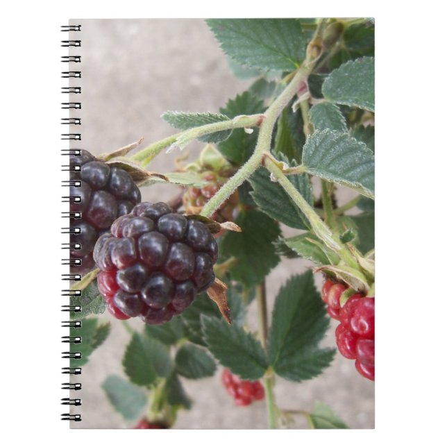 Echar Blackberries en un cuaderno (Frente)