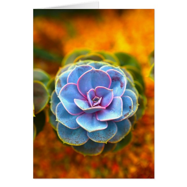 Echeveria de color azul (Frente)
