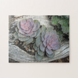 Echeveria Suculento Rompecabezas