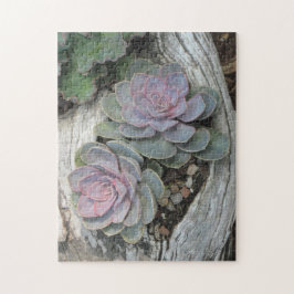 Echeveria Suculento Rompecabezas