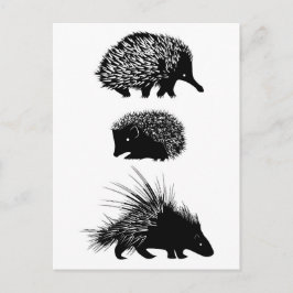 Echidna, hedgehog, postales de puerco
