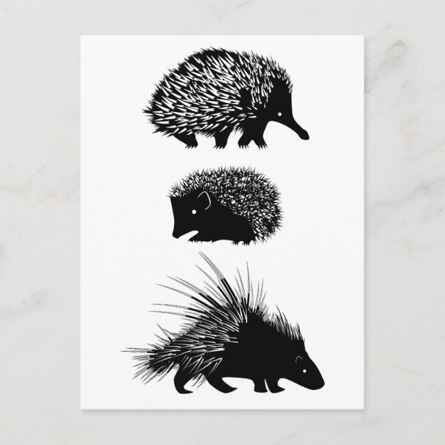Echidna, hedgehog, postales de puerco (Anverso)