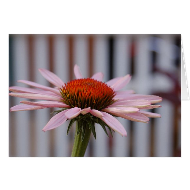 Echinacea (Anverso (Horizontal))