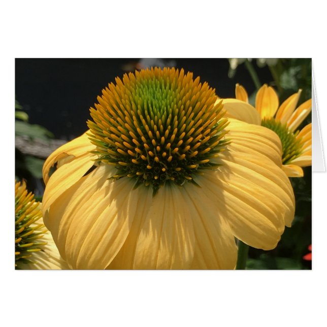 Echinacea (Anverso (Horizontal))