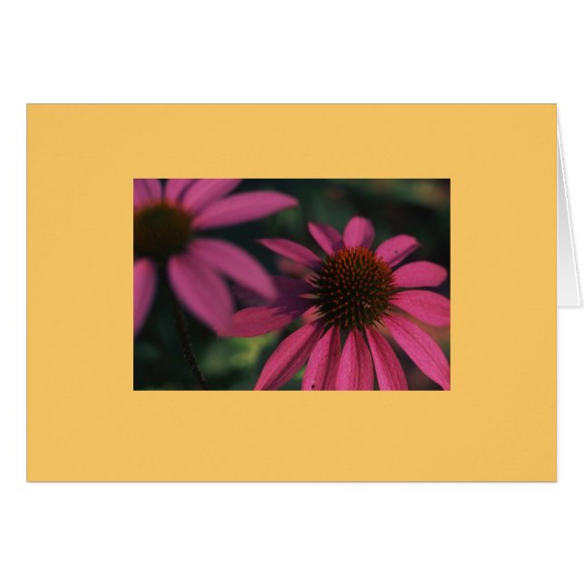 "Echinacea #3 " (Anverso (Horizontal))