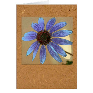 Echinacea azul