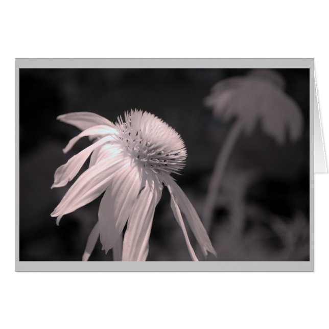 Echinacea Blooms (Anverso (Horizontal))