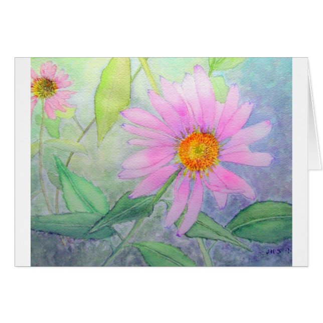 Echinacea en la floración (Anverso (Horizontal))