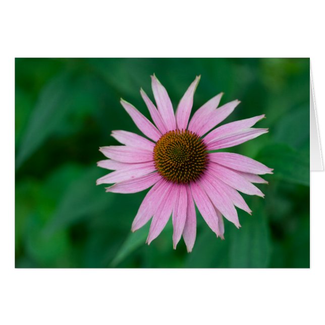 Echinacea purpurea (Anverso (Horizontal))