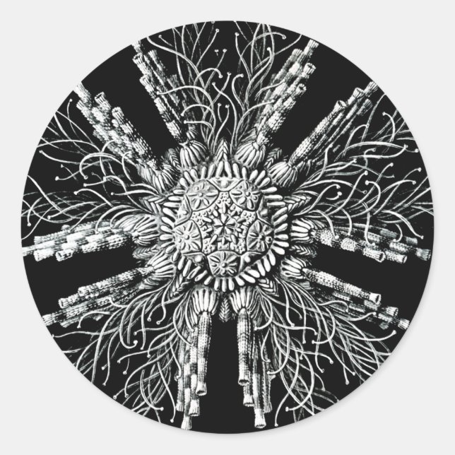 Echinidea Pegatina (Anverso)