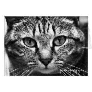 Echo