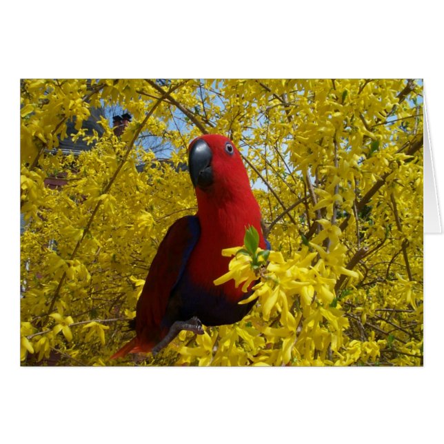 Eclectus en amarillo -- Grande (Anverso (Horizontal))