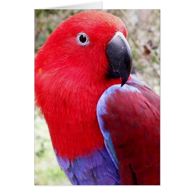 Eclectus Parrot (Frente)