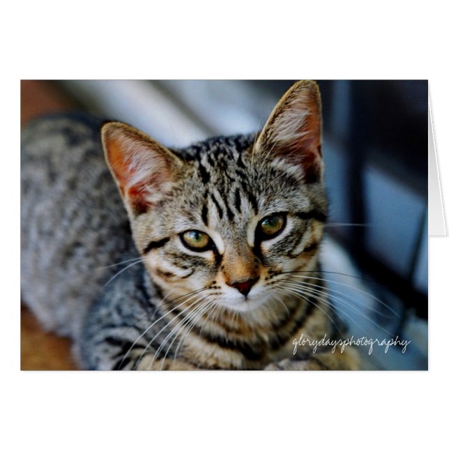 Eco, glorydaysphotografía (Anverso (Horizontal))