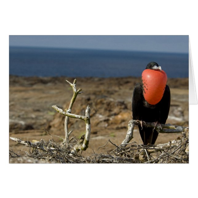 Ecuador, Galápagos, Isla Genovesa. Príncipe (Anverso (Horizontal))