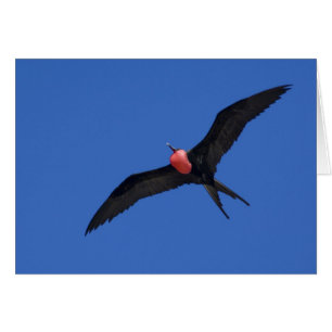 Ecuador, Galápagos. Isla Genovesa también conocida
