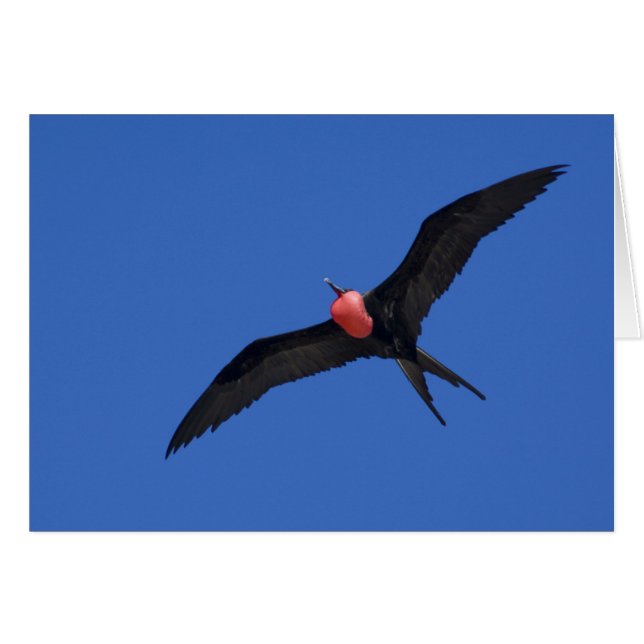 Ecuador, Galápagos. Isla Genovesa también conocida (Anverso (Horizontal))