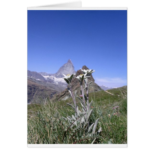 Edelweiss y Matterhorn (Frente)