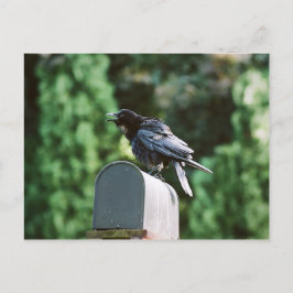 Edgar Allan Crow, postal