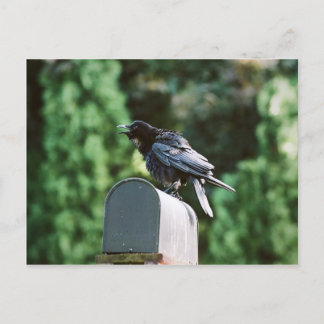 Edgar Allan Crow, postal