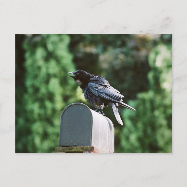 Edgar Allan Crow, postal (Anverso)