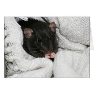 Edgworth The Rat
