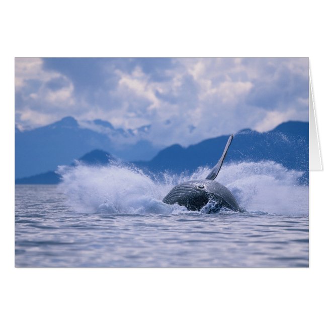 EE.UU., Alaska, Bosque Nacional Tongass, Humpback (Anverso (Horizontal))