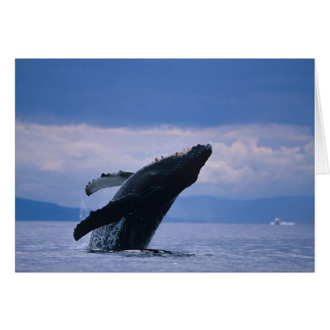 EE.UU., Alaska, Bosque Nacional Tongass, Humpback (Anverso (Horizontal))
