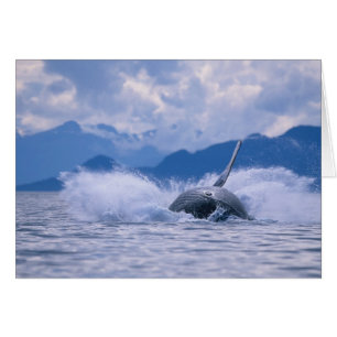 EE. UU., Alaska, Bosque Nacional Tongass, Jorobado