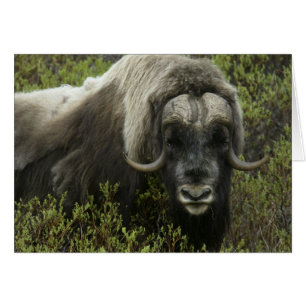 EE. UU., Alaska, Nome. Primer plano de buey almizc