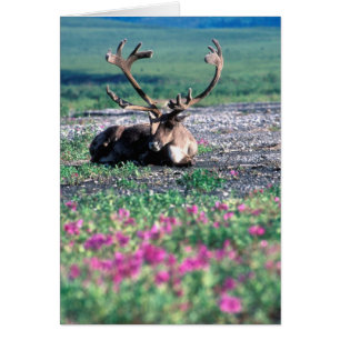 EE. UU., Alaska, Parque Nacional Denali, Caribou