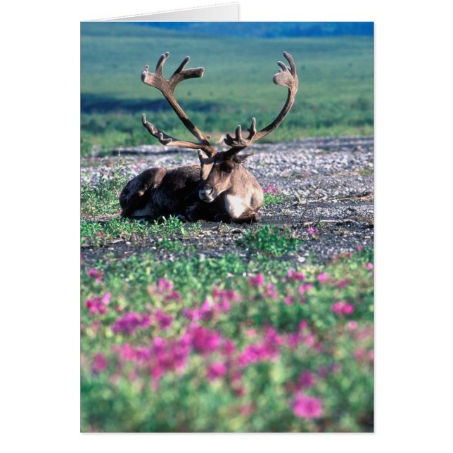EE. UU., Alaska, Parque Nacional Denali, Caribou (Frente)