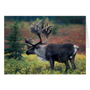 EE. UU., Alaska, Parque Nacional Denali, caribú ma