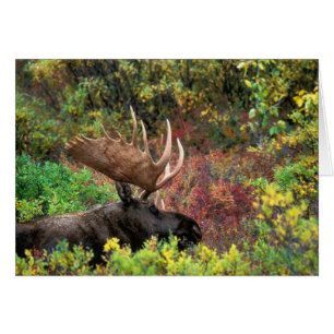 EE.UU., Alaska, Parque Nacional Denali, Moose Bull