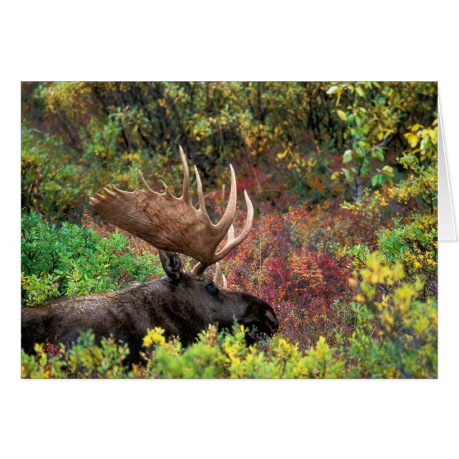EE.UU., Alaska, Parque Nacional Denali, Moose Bull (Anverso (Horizontal))