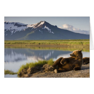 EE. UU., Alaska, Parque Nacional Katmai, Osos pard