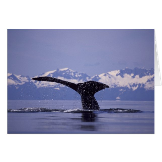 EE. UU., Alaska, Pasaje Interior Ballena jorobada (Anverso (Horizontal))