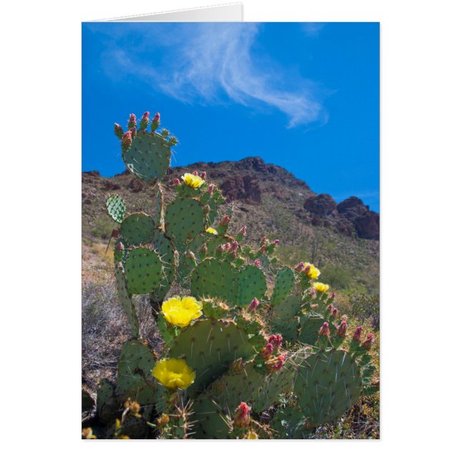 EE. UU., Arizona. Cactus en las colinas (Frente)