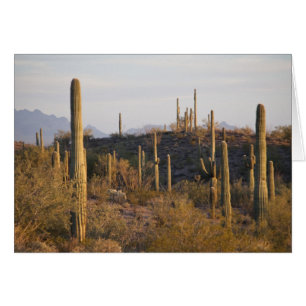 EE. UU., Arizona, Desierto de Sonora, Ajo, Ajo 2