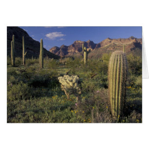 EE.UU., Arizona, Monumento Nacional Organ Pipe.