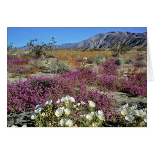 EE. UU., California, Anza-Borrego DSP. Duna al ata