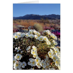 EE. UU., California, Anza-Borrego DSP. Duna noctur