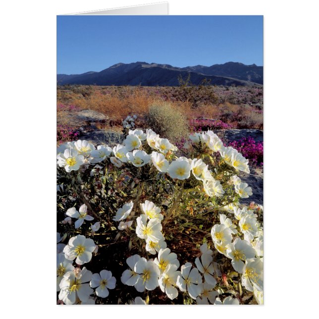 EE. UU., California, Anza-Borrego DSP. Duna noctur (Frente)